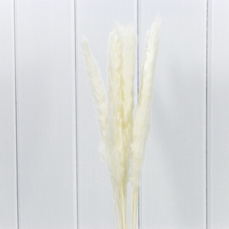 Сухоцветы "Тростник" (10 шт.) Белый 1/250 Арт: 420061/1